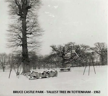 bruce_castlepark_tallest_tree_in_tottenham_1963.jpg (49194 bytes)