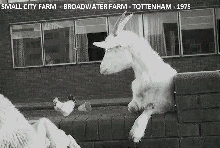 small_city_farm_broadwater_farm_tottenham_1975.jpg (37794 bytes)